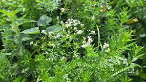 Image result for Galium simense