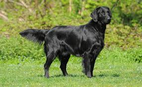 Image result for flat coated retrívr