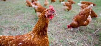 Advice For Chicken Keepers After Government Issues Avian Flu Warning Countywide Services