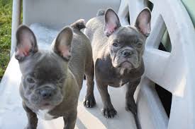 The french bulldog puppy is available! Vonattleboro Kennel S French Bulldogs Home Facebook