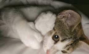 Hari kucing sedunia dantips merawatnya yang perlu kamu tahu. Ckykbdrixl Fhm