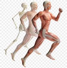 Human anatomy diagram from the back view. Muscular System Human Musculoskeletal System Muscle Human Body Anatomy Png 1054x1070px Watercolor Cartoon Flower Frame Heart