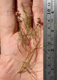 Image result for Stuckenia