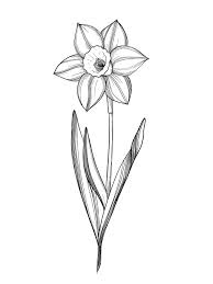 Daffodil Flower Line Art Art Print By Graphicsbynel X Small Daffodil Tattoo Daffodil Flower Tattoos Small Flower Tattoos