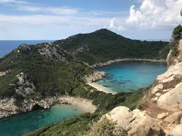 Image result for Faroa affinis