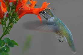 The energy that powers pollinator growth, metamorphosis, flight and pollination: Hummingbirds And Pollination