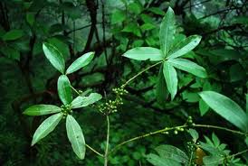 Image result for Tetradenia bainesii