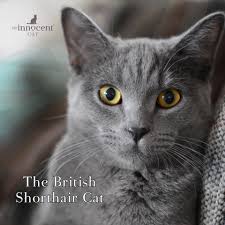 ‪The Complete Guide to British Shorthair Cats: Unleashing Their Unique – The  Innocent Hound‬‏