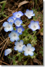 But if your little one's hands and feet stay blue for. Yosemite Wildflowers Baby Blue Eyes Nemophila Menziesii