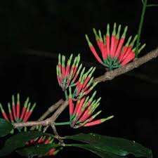 Image result for Dictyophleba