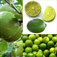 Maybe you would like to learn more about one of these? Lime Production In Mexico Wikipedia