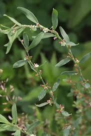 Image result for Melhania prostrata