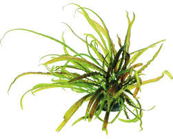 The genus is naturally distributed in tropical regions of india, southeast asia and new guinea. Grasblattriger Wasserkelch Cryptocoryne Crispatula In Vitro Bei Hornbach Kaufen