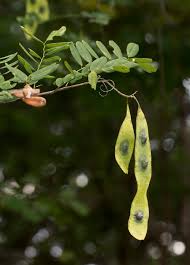 Image result for Dalbergia fischeri