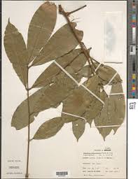 Image result for Pancovia holtzii