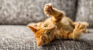 Orange cats (or ginger cats) are among the most popular cat types there are and have cropped up all over the world in cartoons and tv shows (garfield there do tend to be more orange male cats, but there are plenty of female orange cats. Orange Cat Names 169 Amazing Names For Ginger Kittens