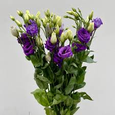 Image result for eustoma lisianthus in vase
