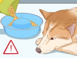 4 Ways To Tell If A Dog Is Pregnant Wikihow