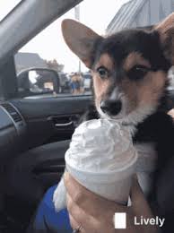 Vanilla is a common ingredient in most baked treats. Dog Ice Cream Gifs Tenor