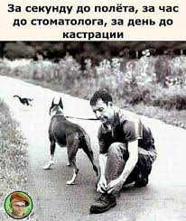 pin by elena belochuk on yumor funny jokes funny boxer funny dogs