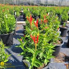 Image result for Spigelia