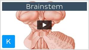 Image result for Pons