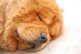 Why Do Dogs Snore Should I Be Concerned If My Dog Is Snoring