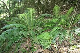 Image result for Blechnum attenuatum