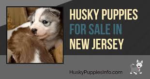 We did not find results for: Siberian Husky Puppies For Sale And Breeders In New Jersey Nj