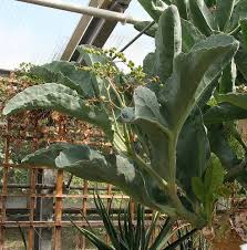 Image result for Cyphostemma barbosae