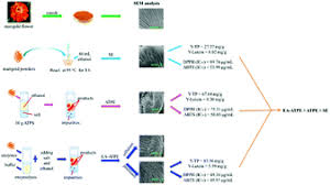 We did not find results for: Simultaneous Extraction And Enrichment Of Polyphenol And Lutein From Marigold Tagetes Erecta L Flower By An Enzyme Assisted Ethanol Ammonium Sulfate System Food Function Rsc Publishing