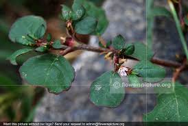 Image result for Trianthema portulacastrum