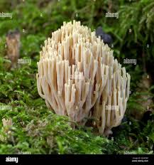 Image result for Ramaria stricta
