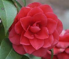 Camellia Japonica The Camellia Japonica Rose Of Winter Is A Flowering Tree Or Shrub That Belongs To The Theaceae Family Highly Prized As A Planten Bloemen