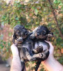 In other states, the pup should be a minimum of eight weeks old. Knowing The Right Time To Sell Newborn Puppies Petlife