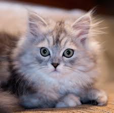 Pressreader koleksiviral channel gambar kucing comel dan. Kucing Comel Gambar Wallpaper Suss 1521x1519 Wallpapertip
