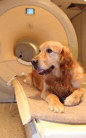 The Reward Centre In A Dog S Brain Is Only Active When Intonation And Word Your Dog Dog Feeding Dogs