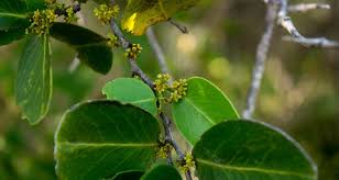 Image result for Celastraceae