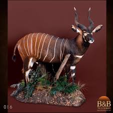 African Antelope Taxidermy By B B Taxidermy Houston Texas African Antelope Taxidermy African