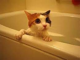 Funny Cats Video Funny Cat Videos Ever Funny Videos 2014 Funny Animals Funny Animal Videos Petsanimals Funny Cat Videos Cat Movie Funny Cat Compilation