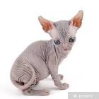 Sphynx Kittens for Sale - Adoptapet