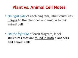 Check spelling or type a new query. Generalised Animal Cell Generalised Plant Cell Ppt Download