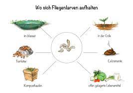 Im aussehen ähneln sie jedoch stark den fliegenmaden und können große schäden an teppichen mit wollanteilen verursachen. Fliegenlarven Erkennen Und Erfolgreich Bekampfen