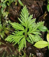 Image result for Selaginella auquieri