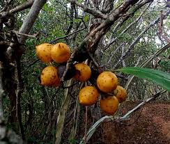 Image result for Cordia goetzei