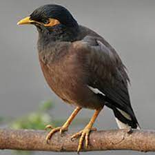 They are opportunistic and eat almost anything. Aepma Pest Profile Indian Myna Bird