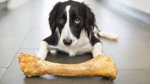 Is It Okay To Give My Dog A Bone Which Bones Are Safe For Dogs Dogtime