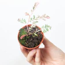 Image result for Phyllanthus polyanthus