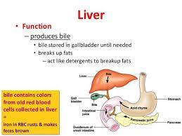 Digestive System Liver Bile Gallbladder