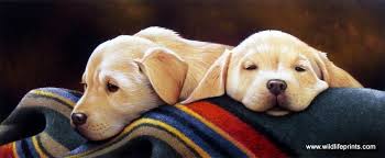 Our puppies are highly desired and sometimes it can be a bit of a wait. Jerry Gadamus Pendleton Yellow Pups Lab Puppies Pup Labrador Retriever Puppies